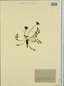 Taraxacum porphyranthum Boiss., Caucasus, Stavropol Krai, Karachay-Cherkessia & Kabardino-Balkaria (K1b) (Russia)