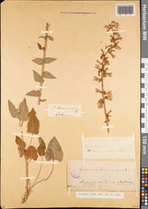 Campanula bononiensis L., Caucasus, North Ossetia, Ingushetia & Chechnya (K1c) (Russia)
