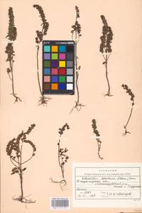 MHA 0 161 914, Odontites vulgaris Moench, Eastern Europe, Central region (E4) (Russia)