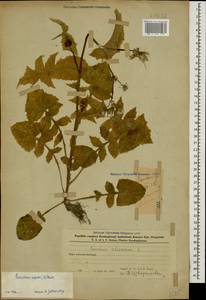 Sonchus oleraceus L., Caucasus, Azerbaijan (K6) (Azerbaijan)