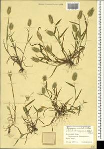 Eremopyrum orientale (L.) Jaub. & Spach, Crimea (KRYM) (Russia)