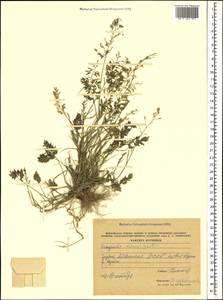 Eragrostis minor Host, Caucasus, Abkhazia (K4a) (Abkhazia)