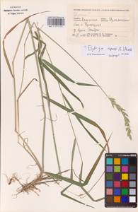 Elymus repens (L.) Gould, Eastern Europe, Central region (E4) (Russia)
