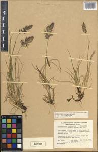 Calamagrostis sesquiflora (Trin.) Tzvelev, America (AMER) (Canada)