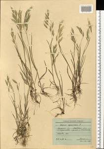 Bromus squarrosus L., Eastern Europe, North Ukrainian region (E11) (Ukraine)