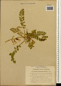 Astragalus fabaceus Bieb., Caucasus, Georgia (K4) (Georgia)
