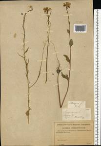 Rhamphospermum arvense (L.) Andrz. ex Besser, Eastern Europe, Middle Volga region (E8) (Russia)