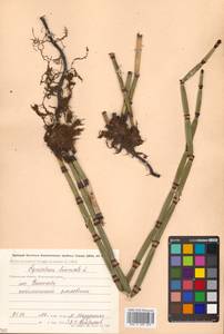 Equisetum hyemale L., Siberia, Chukotka & Kamchatka (S7) (Russia)