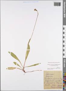 Pilosella caespitosa subsp. caespitosa, Eastern Europe, Moscow region (E4a) (Russia)