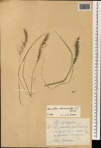 Pennisetum alopecuroides (L.) Spreng., South Asia, South Asia (Asia outside ex-Soviet states and Mongolia) (ASIA) (China)