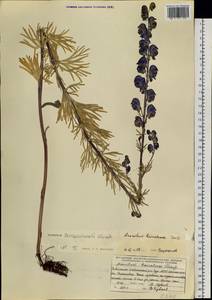 Aconitum turczaninowii Vorosch., Siberia, Baikal & Transbaikal region (S4) (Russia)