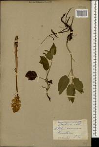 Orobanche alba Steph. ex Willd., Caucasus, Stavropol Krai, Karachay-Cherkessia & Kabardino-Balkaria (K1b) (Russia)