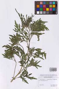Ambrosia artemisiifolia L., Eastern Europe, Moscow region (E4a) (Russia)