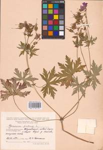 Geranium pratense L., Eastern Europe, Central region (E4) (Russia)