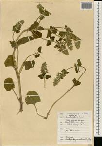 Stachys ocymastrum (L.) Briq., Africa (AFR) (Morocco)