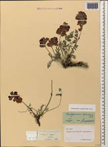 Hedysarum biebersteinii Zertova, Caucasus, North Ossetia, Ingushetia & Chechnya (K1c) (Russia)