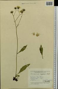 Hieracium subarctoum Norrl., Eastern Europe, Eastern region (E10) (Russia)