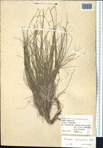 Astragalus eremospartoides Regel, Middle Asia, Syr-Darian deserts & Kyzylkum (M7) (Kazakhstan)