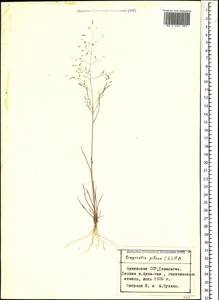 Eragrostis pilosa (L.) P.Beauv., Caucasus, Armenia (K5) (Armenia)