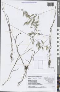 Bromus japonicus Houtt., Eastern Europe, Central region (E4) (Russia)