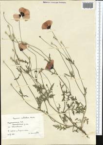 Roemeria ocellata, Middle Asia, Kopet Dag, Badkhyz, Small & Great Balkhan (M1) (Turkmenistan)