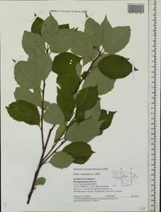 Prunus virginiana L., Eastern Europe, Central region (E4) (Russia)