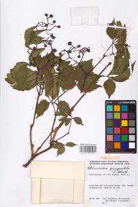 Parthenocissus quinquefolia (L.) Planch., Eastern Europe, Lower Volga region (E9) (Russia)