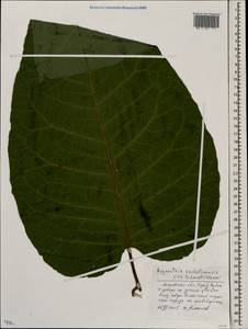 Reynoutria sachalinensis (F. Schmidt) Nakai, Eastern Europe, Moscow region (E4a) (Russia)