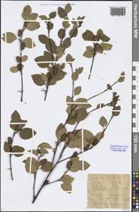 Betula fruticosa Pall., Siberia, Baikal & Transbaikal region (S4) (Russia)
