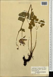 Aquilegia olympica Boiss., Caucasus, Dagestan (K2) (Russia)