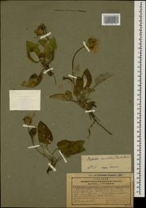 Psephellus paucilobus (Trautv.) Boiss., Caucasus, Dagestan (K2) (Russia)