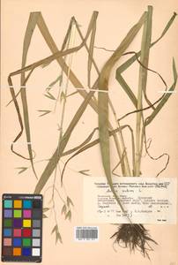 Avena sativa L., Siberia, Russian Far East (S6) (Russia)