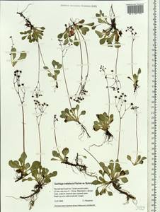Micranthes melaleuca (Fischer) Losinsk., Siberia, Baikal & Transbaikal region (S4) (Russia)