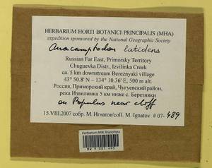 Anacamptodon latidens (Besch.) Broth., Bryophytes, Bryophytes - Russian Far East (excl. Chukotka & Kamchatka) (B20) (Russia)