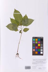 Impatiens parviflora DC., Eastern Europe, Moscow region (E4a) (Russia)