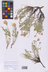Astragalus helmii Fisch. ex DC., Eastern Europe, Eastern region (E10) (Russia)