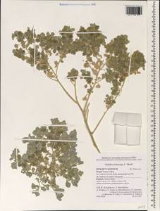 Atriplex holocarpa F. Muell., South Asia, South Asia (Asia outside ex-Soviet states and Mongolia) (ASIA) (Israel)