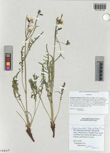 Crepidiastrum tenuifolium (Willd.) Sennikov, Siberia, Altai & Sayany Mountains (S2) (Russia)