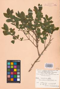 Lonicera nigra L., Eastern Europe, West Ukrainian region (E13) (Ukraine)