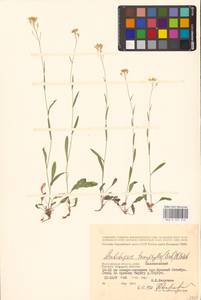 Pseudoarabidopsis toxophylla (M.Bieb.) Al-Shehbaz, O'Kane & R.A.Price, Eastern Europe, Lower Volga region (E9) (Russia)