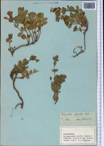 Dracocephalum oblongifolium Regel, Middle Asia, Pamir & Pamiro-Alai (M2)