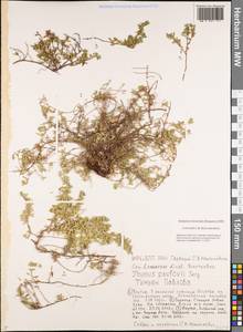 Thymus pavlovii Serg., Siberia, Yakutia (S5) (Russia)