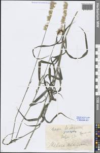 Melica altissima L., Middle Asia, Caspian Ustyurt & Northern Aralia (M8) (Kazakhstan)