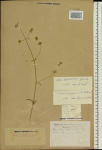 Silene baschkirorum Janisch., Eastern Europe, Eastern region (E10) (Russia)