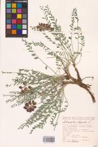 Astragalus physodes L., Eastern Europe, Lower Volga region (E9) (Russia)