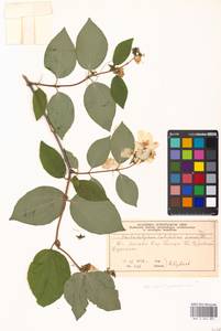 Philadelphus pubescens Loisel., Eastern Europe, Moscow region (E4a) (Russia)