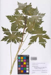 Delphinium elatum L., Eastern Europe, Central region (E4) (Russia)