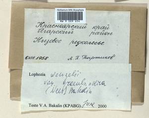 Lophozia murmanica Kaal., Bryophytes, Bryophytes - Krasnoyarsk Krai, Tyva & Khakassia (B17) (Russia)