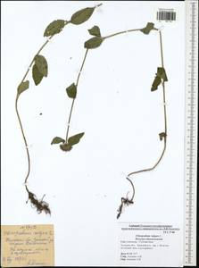 Clinopodium vulgare L., Eastern Europe, Central region (E4) (Russia)