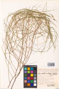 Chondrilla ambigua Fisch. ex Kar. & Kir., Eastern Europe, Lower Volga region (E9) (Russia)